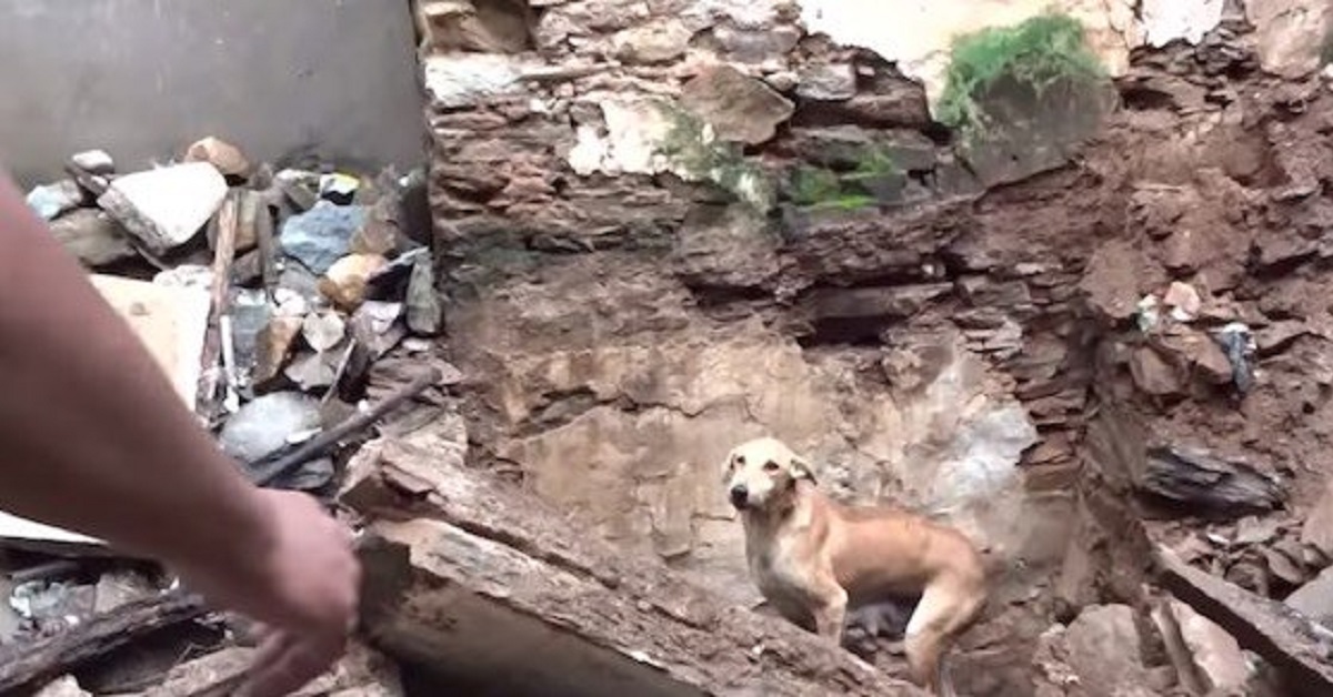 Cane implora i soccorritori di scavare per trovare i cuccioli rimasti sotto le macerie di una casa