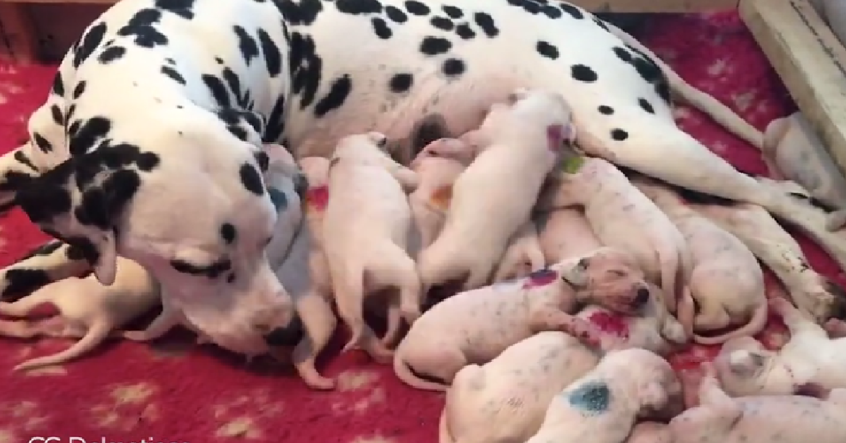 Parto con sorpresa per Mamma dalmata
