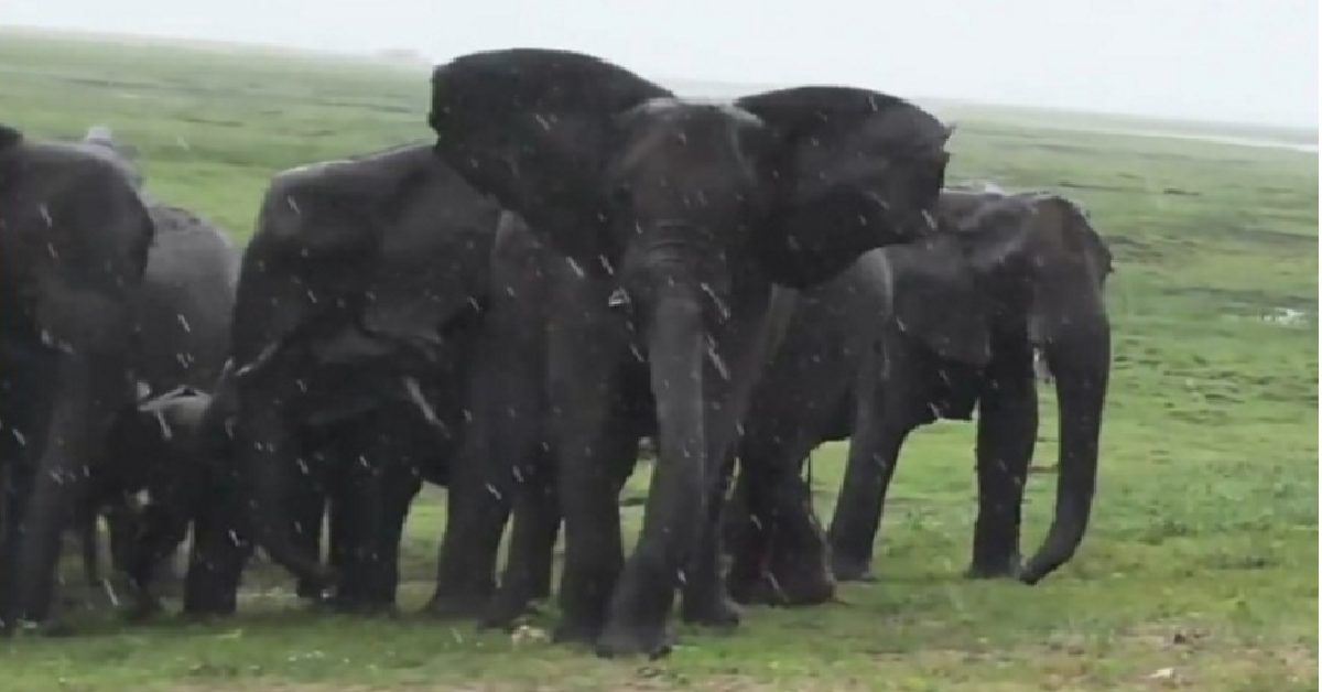 Mamma elefante