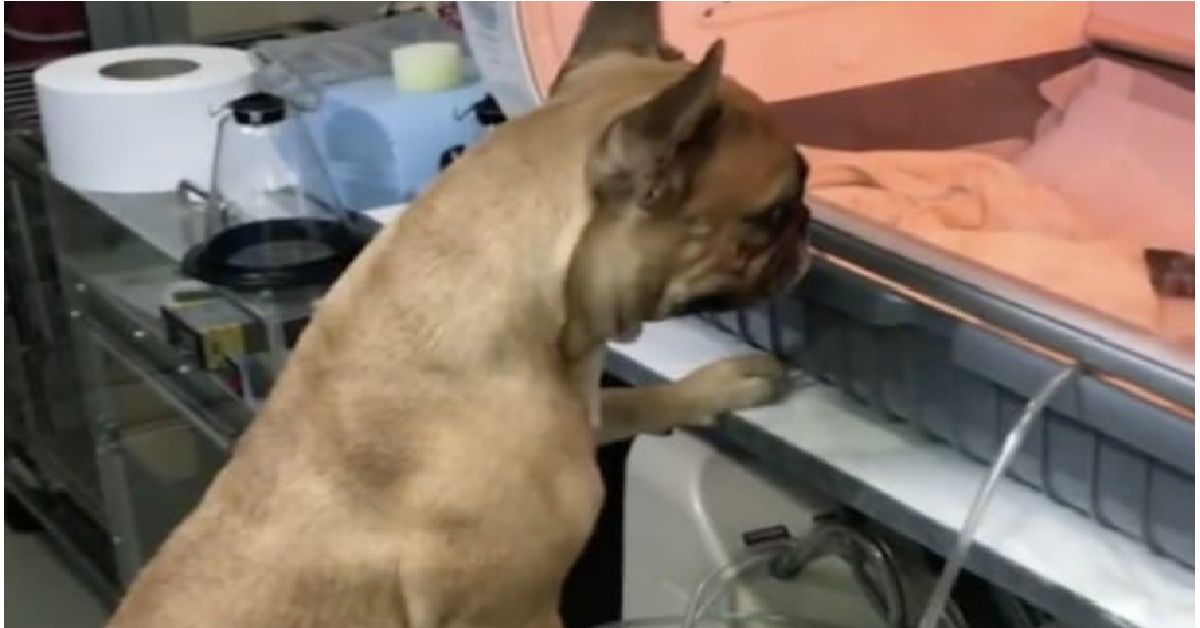 Mamma Kuma e i suoi micro cuccioli