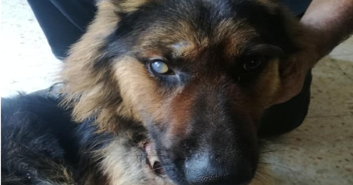 Potenza, Melfi Cane trascinato da un’auto