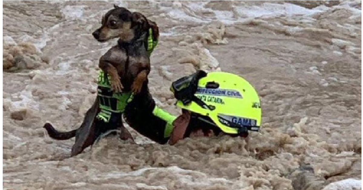 MESSICO Donna chiede di salvare il suo cane
