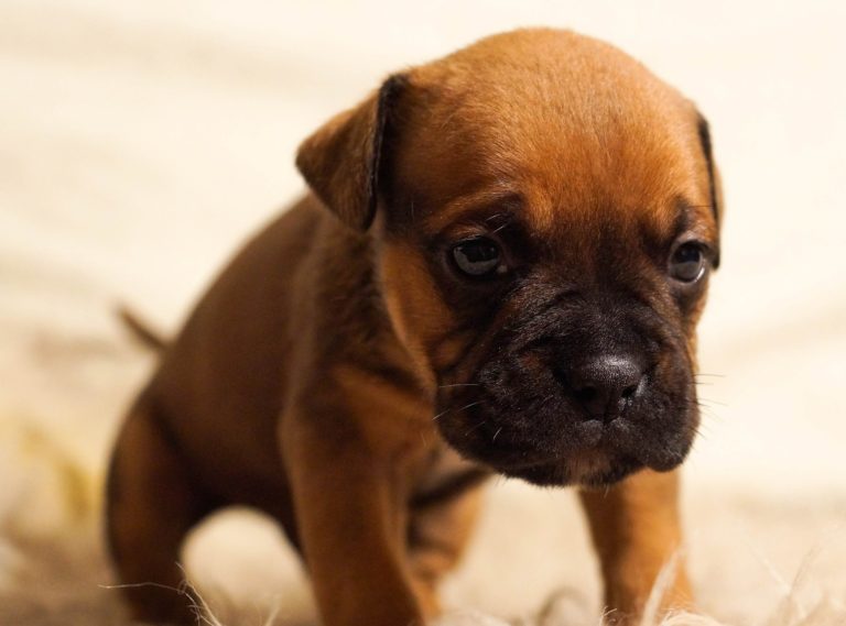 Ecco il motivo per cui i cani annusano le parti intime delle persone