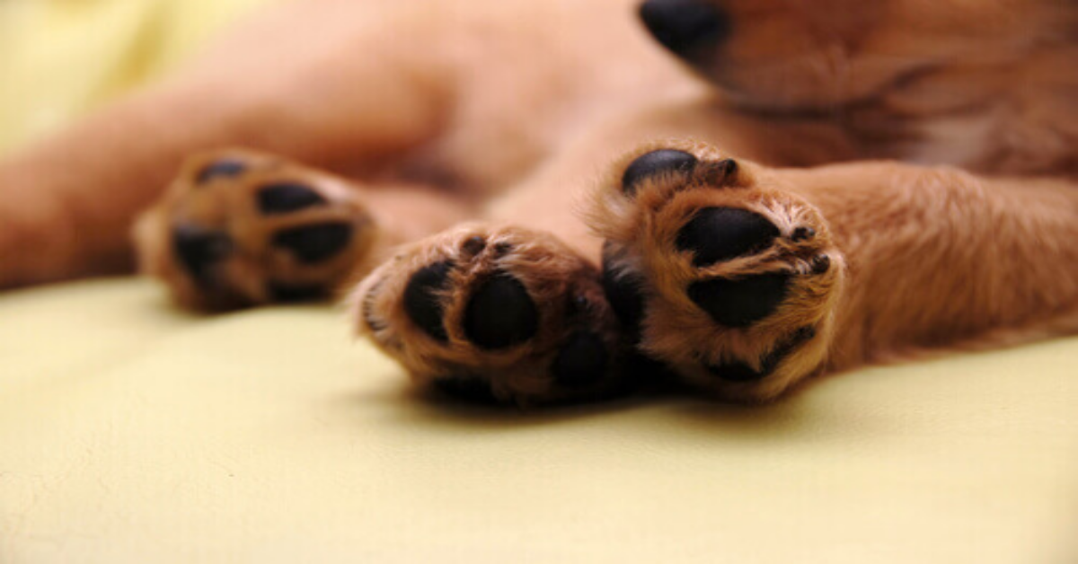 Venticinque cani hanno perso la vita per una malattia misteriosa