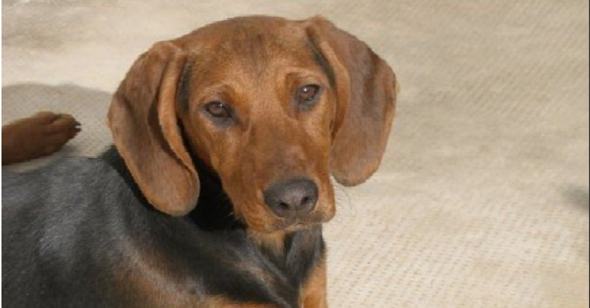 MODENA Il cane rinvenuto nel dirupo aveva una famiglia