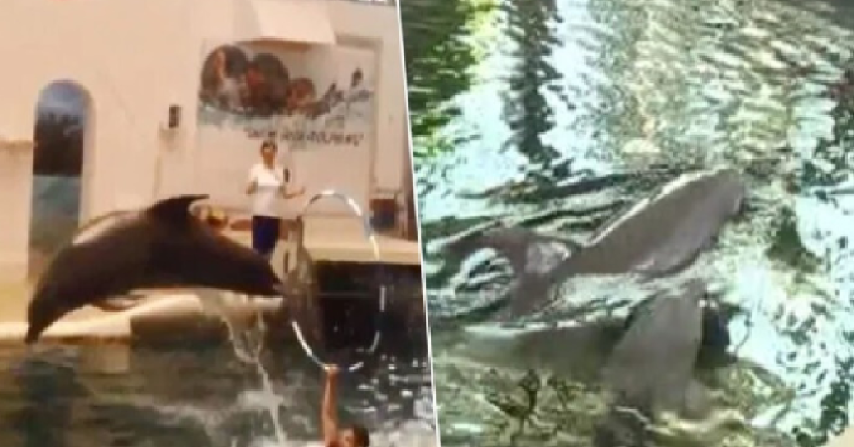 Muore delfino durante lo spettacolo