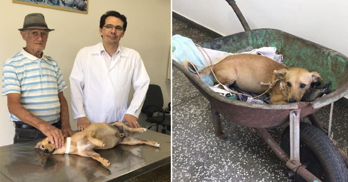 Un uomo di 75 anni salva un cane investito con una carriola
