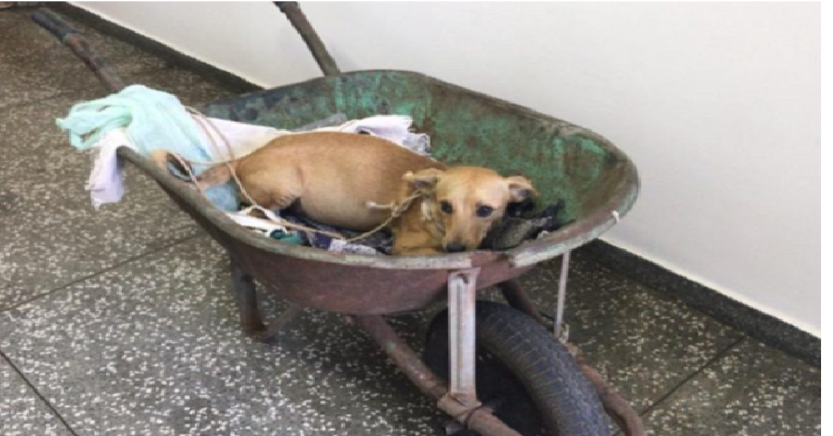 Nelson porta il piccolo Chiquinho dal veterinario