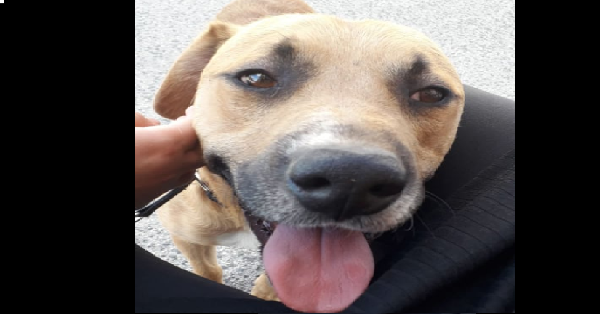 Nessuno, il cane a cui la vita ha fatto di tutto.
