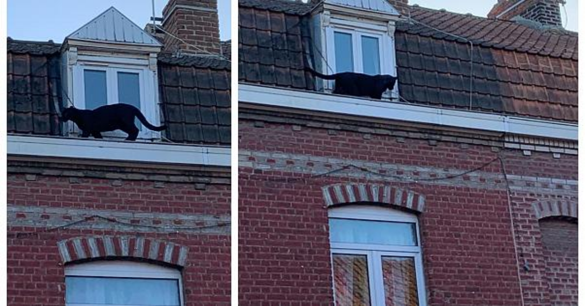 Francia, avvistata una pantera nera sul tetto di un palazzo
