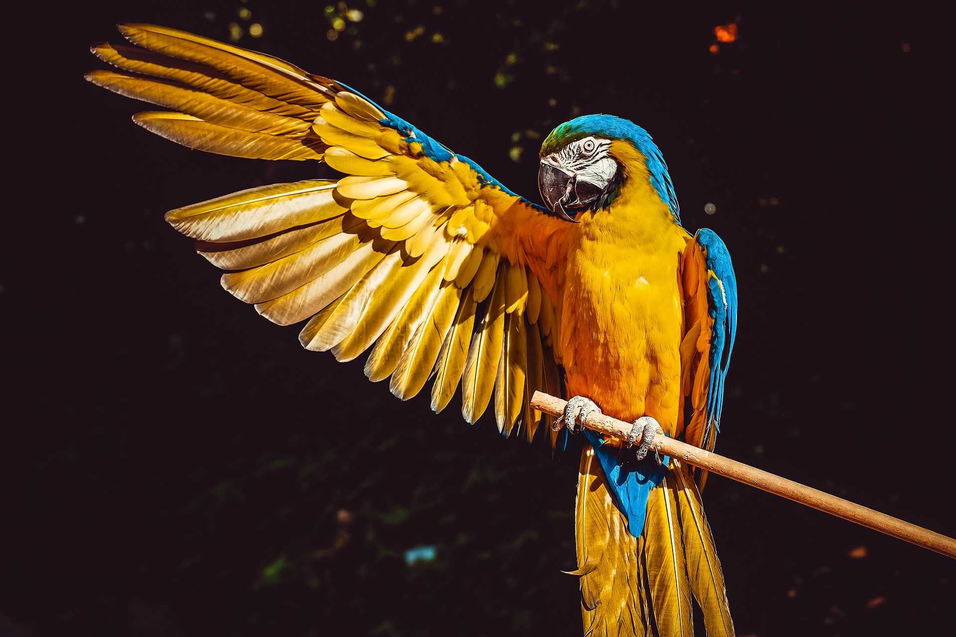 Papparaduno 2019, Love Live Fly: a Roma con Enzo Salvi gli appassionati di pappagalli
