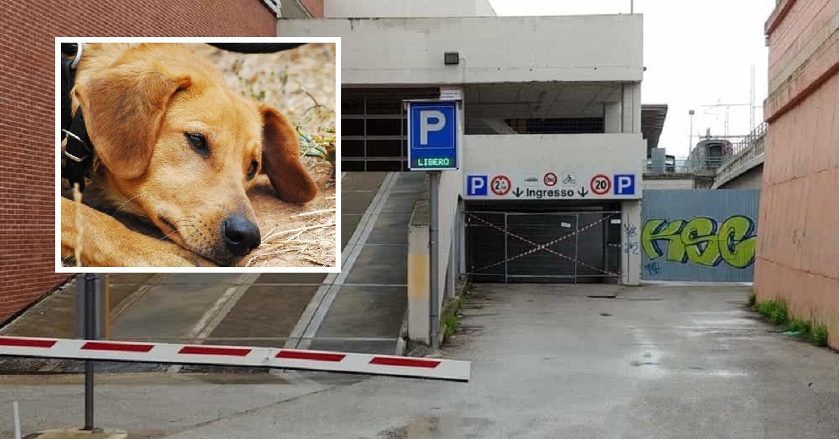Pescara, cane veglia nel parcheggio il corpo senza vita della sua proprietaria