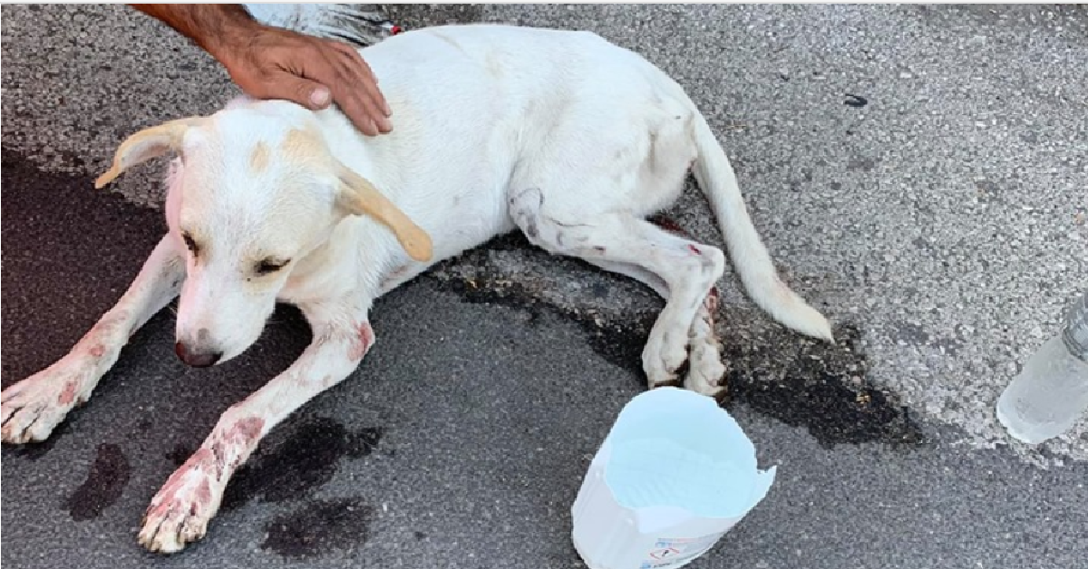 Paternò Investe un cagnolino e lo lascia solo in strada