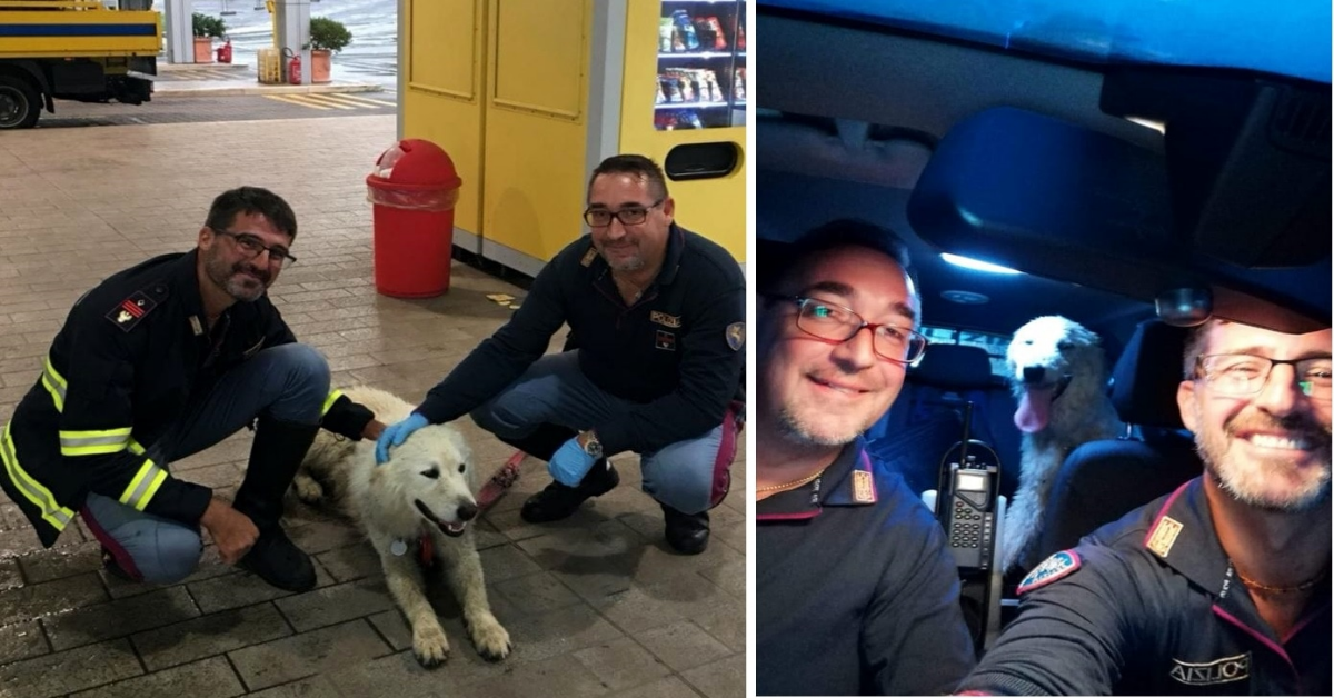 ROMA, cane salvato sul Grande Raccordo Anulare dalla polizia