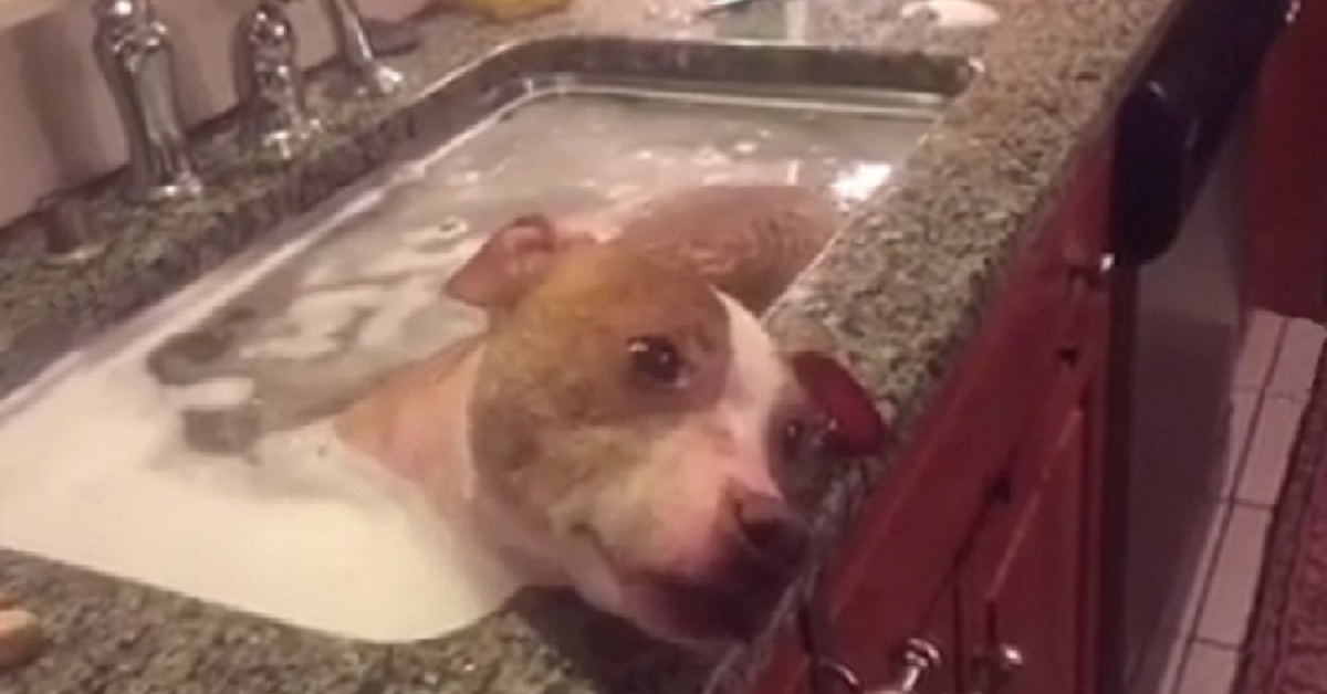 Pit Bull salvato fa un bagno degno di un re, con uno spuntino in bocca