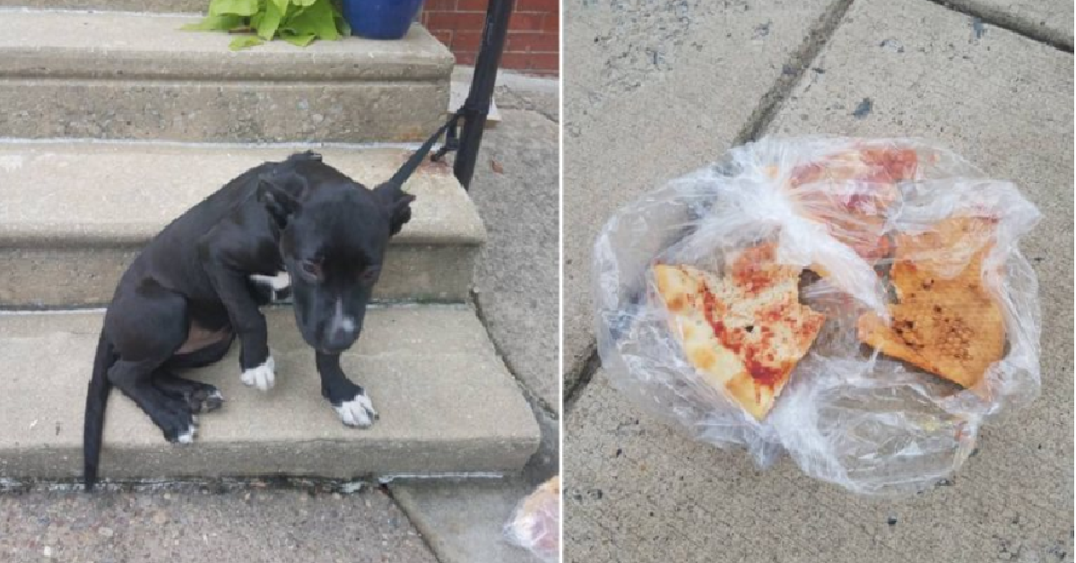 Trova un cane abbandonato con una busta di pizza