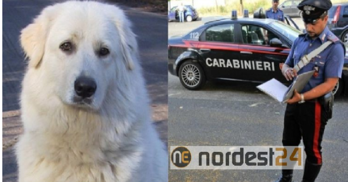 PORDENONE Femmina di pastore abruzzese salvata dai Carabinieri