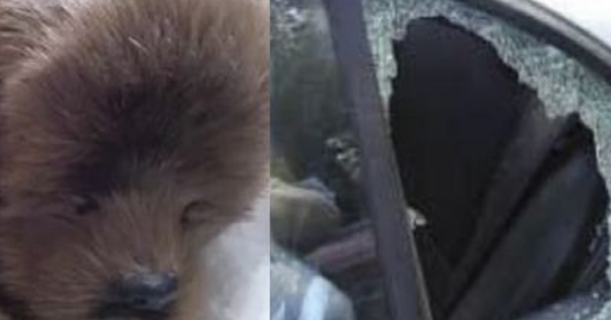 Rompe il finestrino per salvare un cane