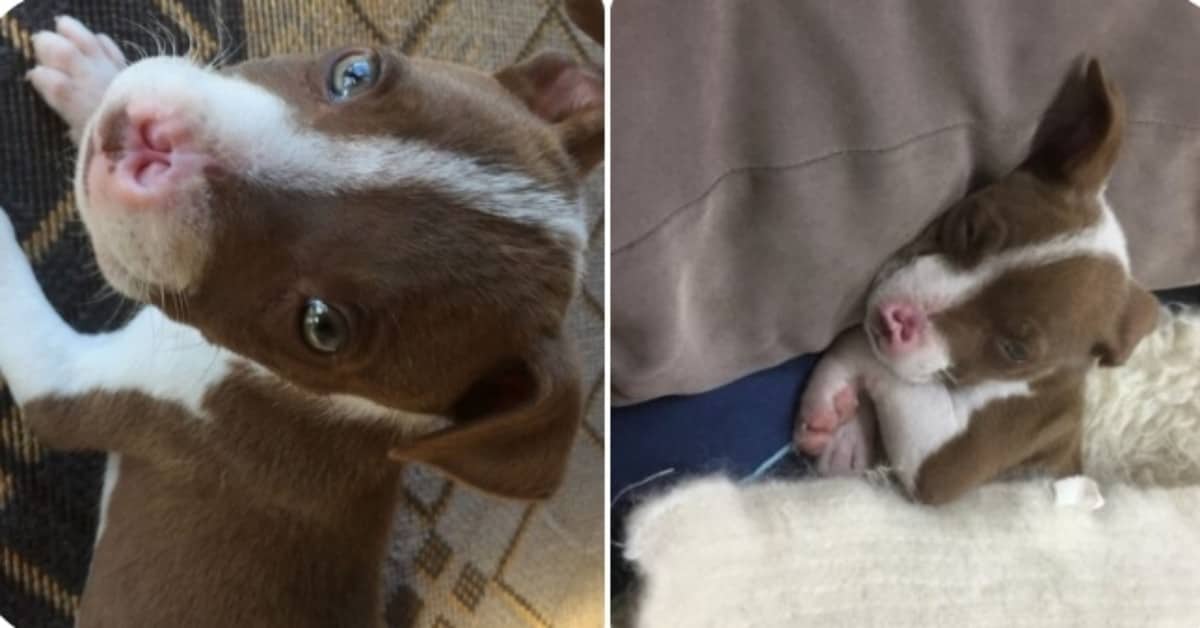 La storia di Rudy, il cane “difettoso”