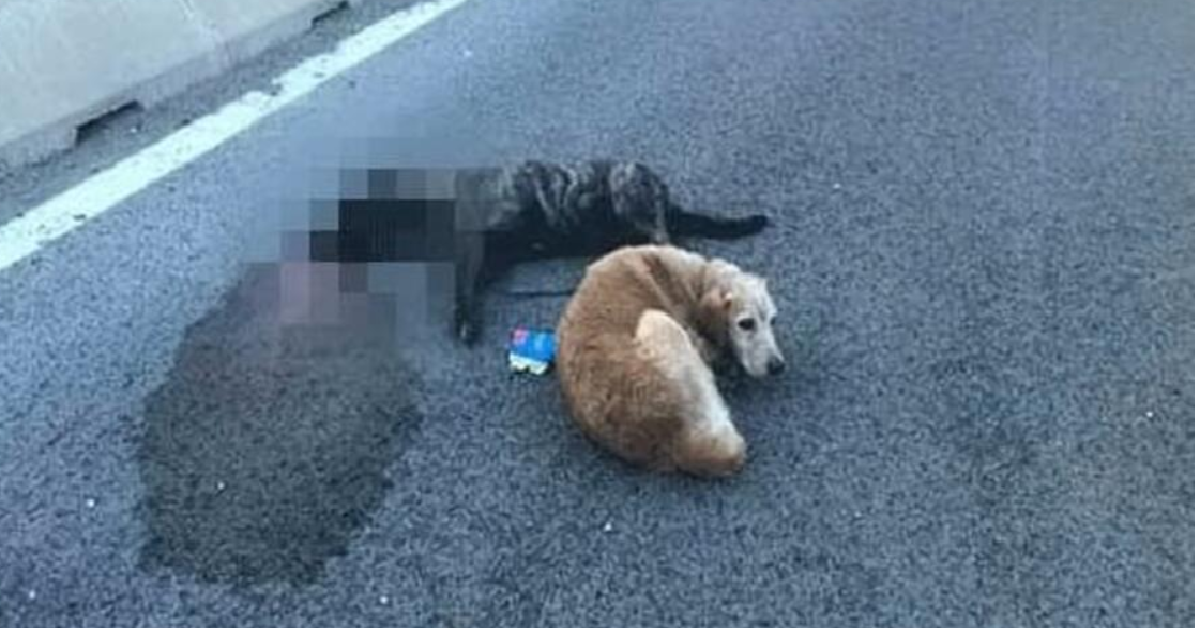 Sardegna Cagnolina investita vegliata dal suo amico