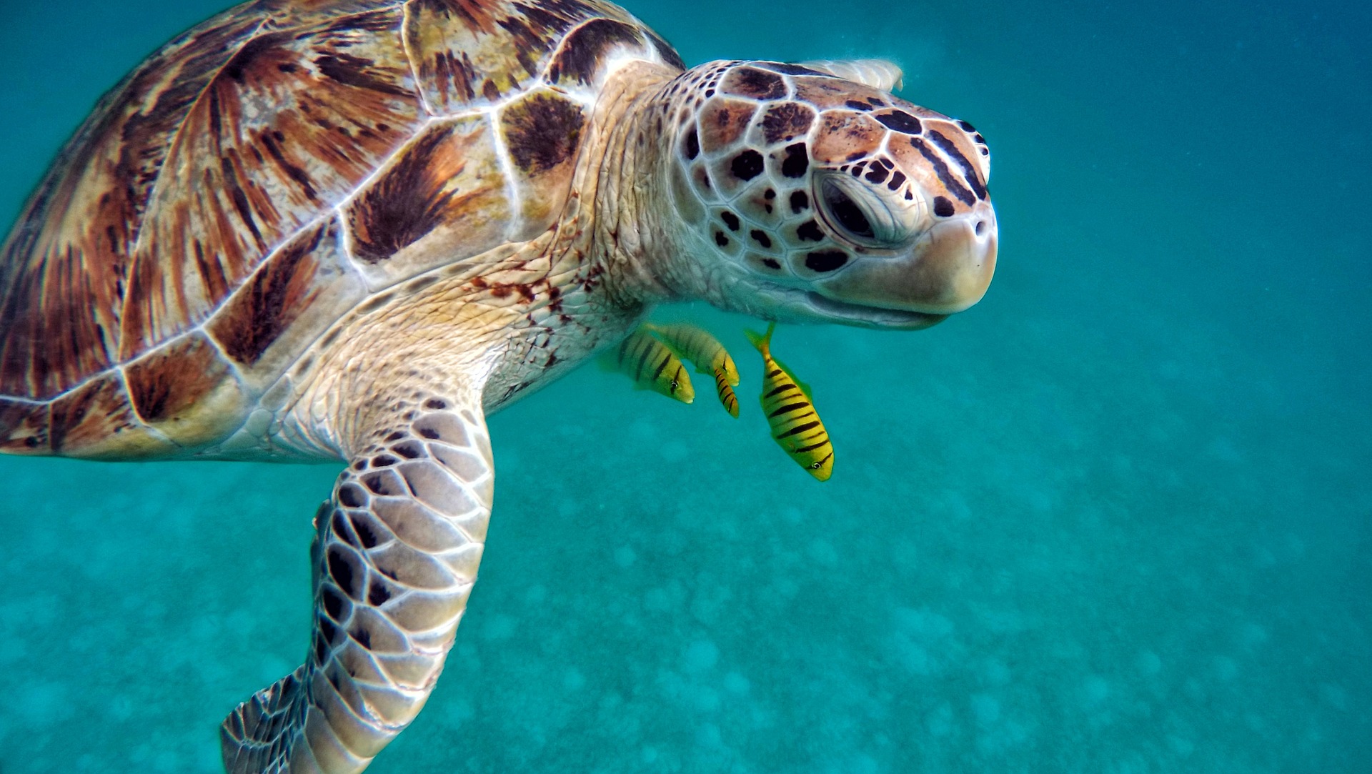 Tartarughe marine: la magia della schiusa dei nidi