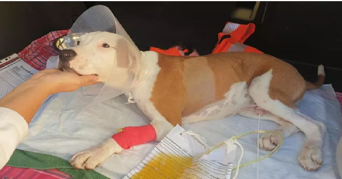 NOVARA Il cane lanciato dalle scale fa i primi passi