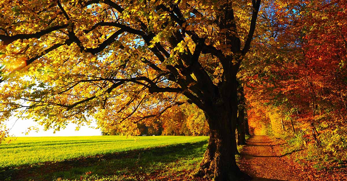 Foliage, dove ammirarlo nei parchi urbani d’Europa