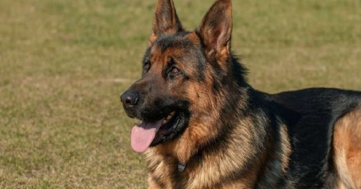 TREVISO Tornano dalle vacanze e trovano il loro cane morto