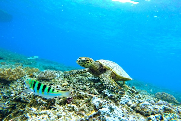 La schiusa delle tartarughe marine