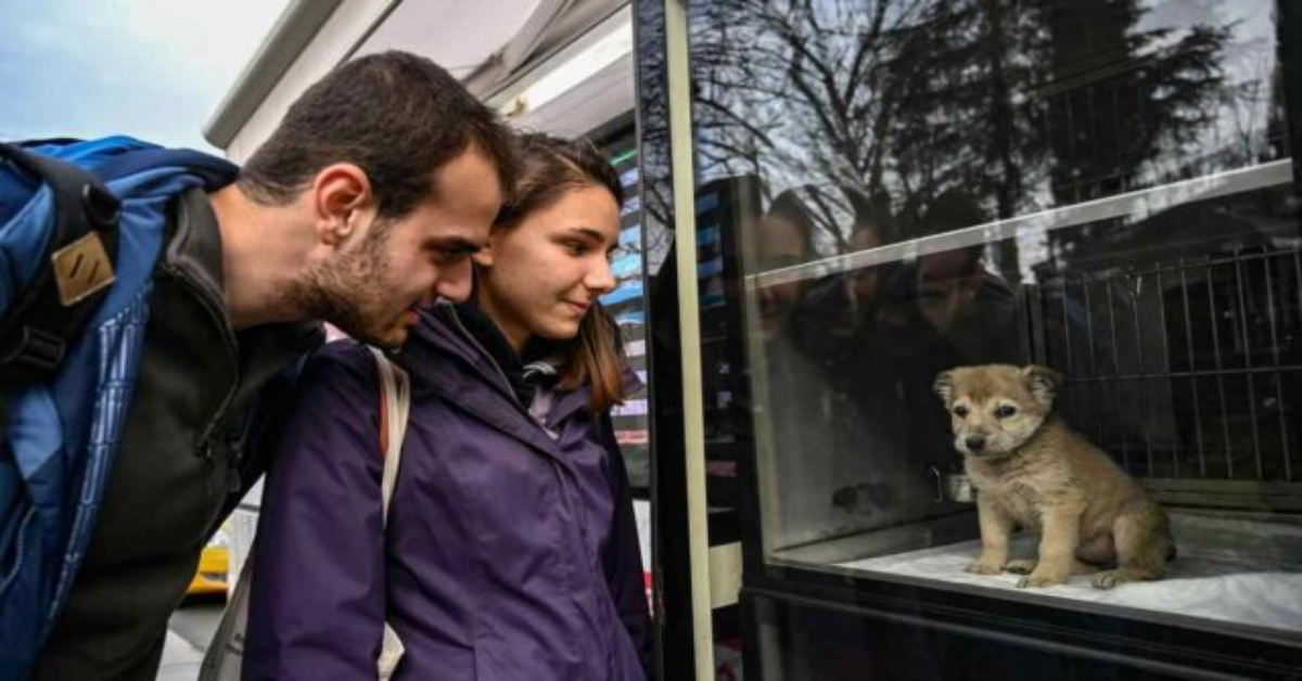 Il Vetbus, l’iniziativa per aiutare i cittadini e gli animali randagi