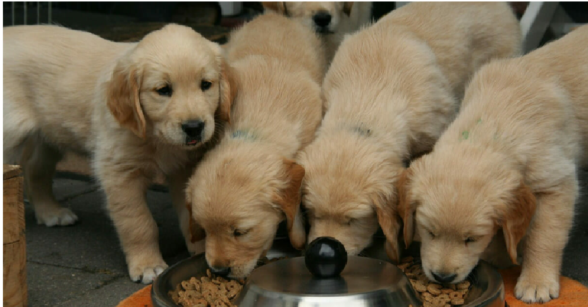 Veterinario arrestato per due reati