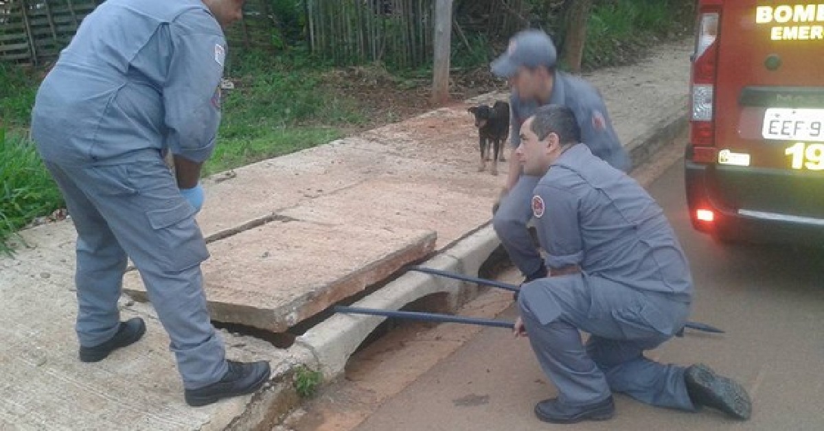 Mamma cane ringrazia i vigili del fuoco per aver salvato i suoi cuccioli