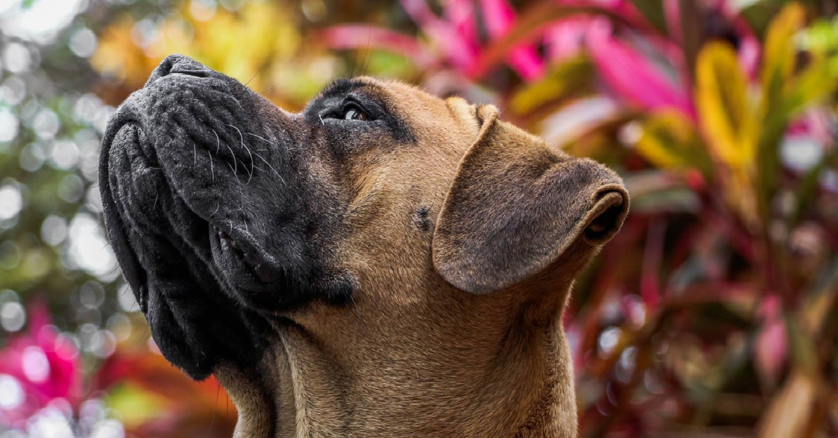 L’amore di Vincet per il suo cane