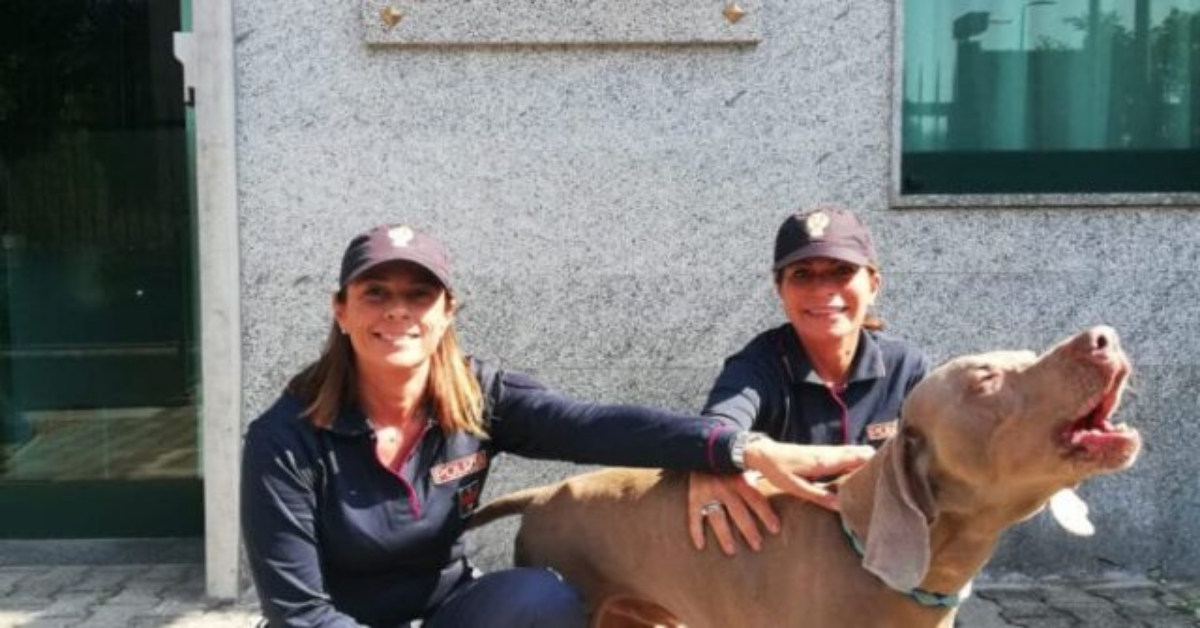 Ritrovato Wisi, il cane rapito a Torino