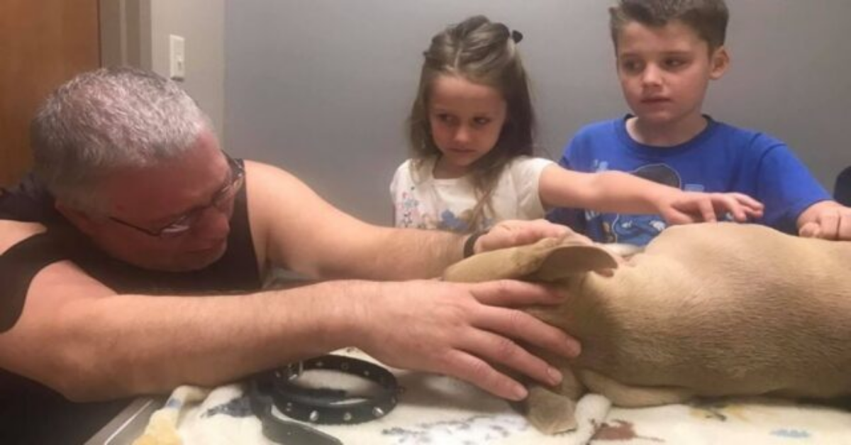 Cane eroe da la sua vita per salvare la sua famiglia da un serpente