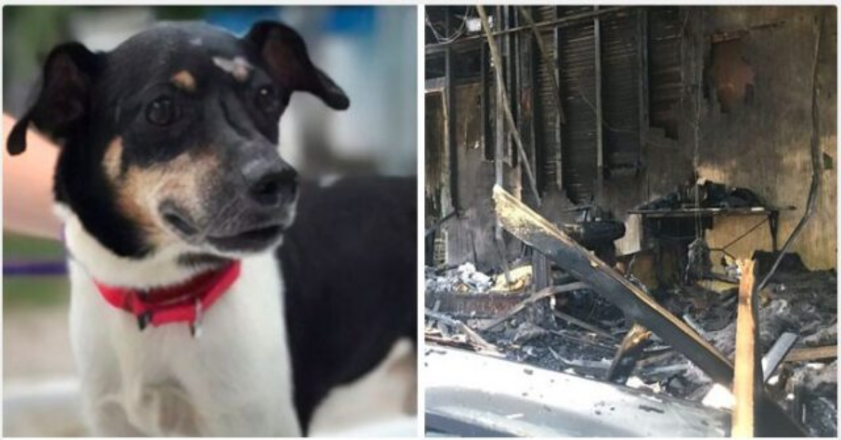 Zippy: il cane eroe, che ha perso la vita per salvare la sua famiglia dalle fiamme