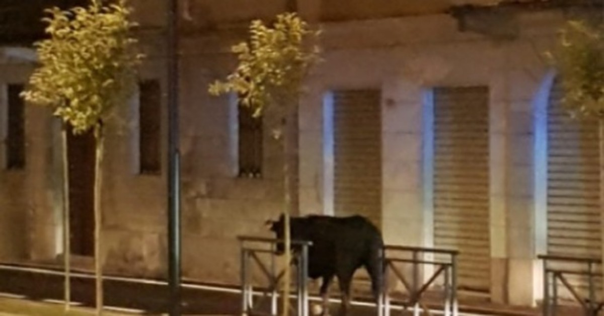 Novara, carabinieri sparano ad una mucca sulla statale, perché considerata pericolosa per la viabilità