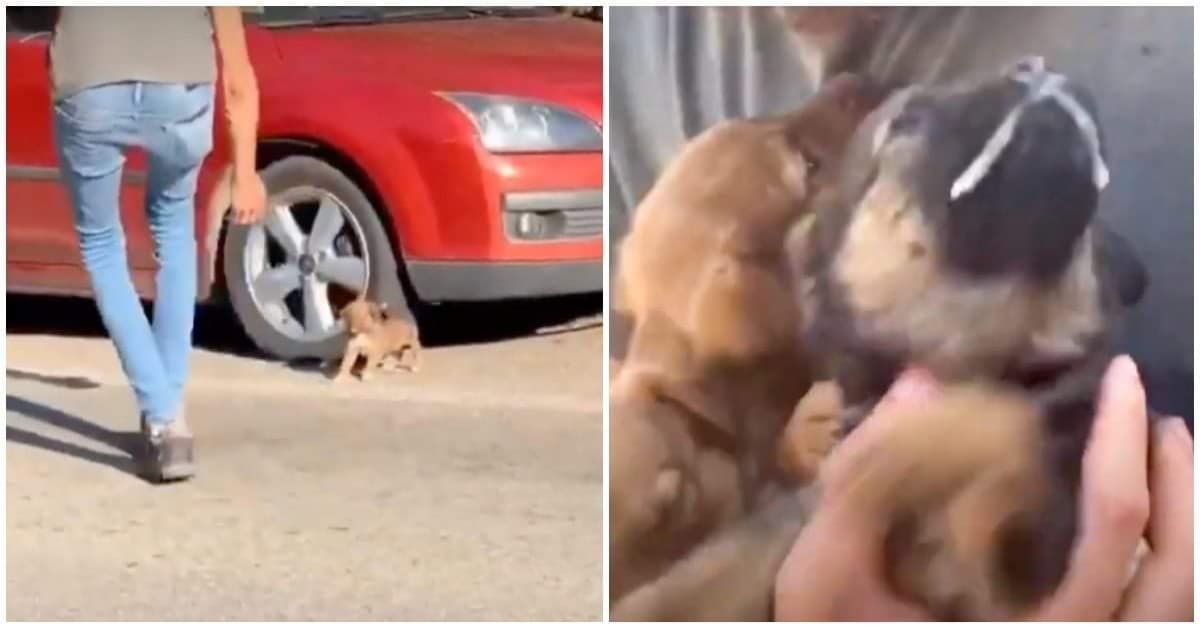 Il salvataggio dei cuccioli e della cagnolina