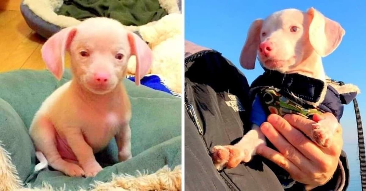 Un inizio di vita difficile, la storia del piccolo Piglet