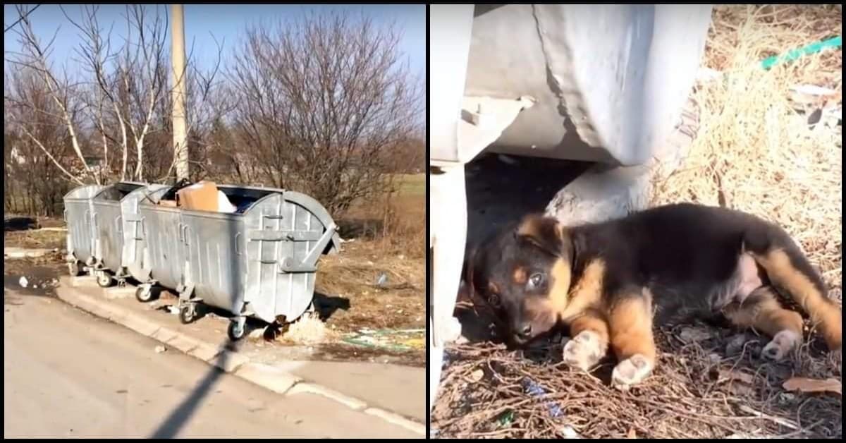 Il salvataggio del cucciolo abbandonato vicino ai secchi della spazzatura