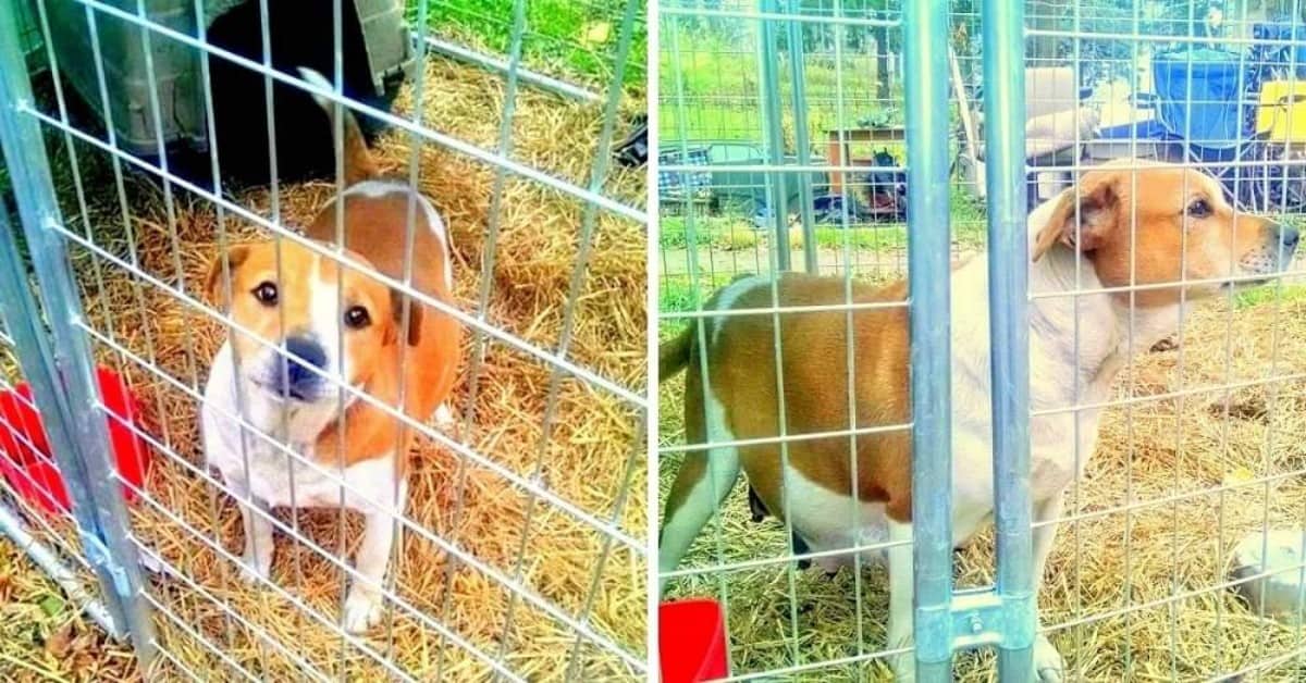 Harley abbandonata dalla sua famiglia, pochi giorni prima del suo parto