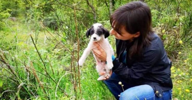 Angel-il-cucciolo-trovato-solo-e-triste-sul-ciglio-della-strada-ha-avuto-la-sua-seconda-possibilità-di-vita