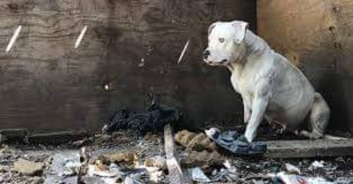 La disperazione della piccola Treya