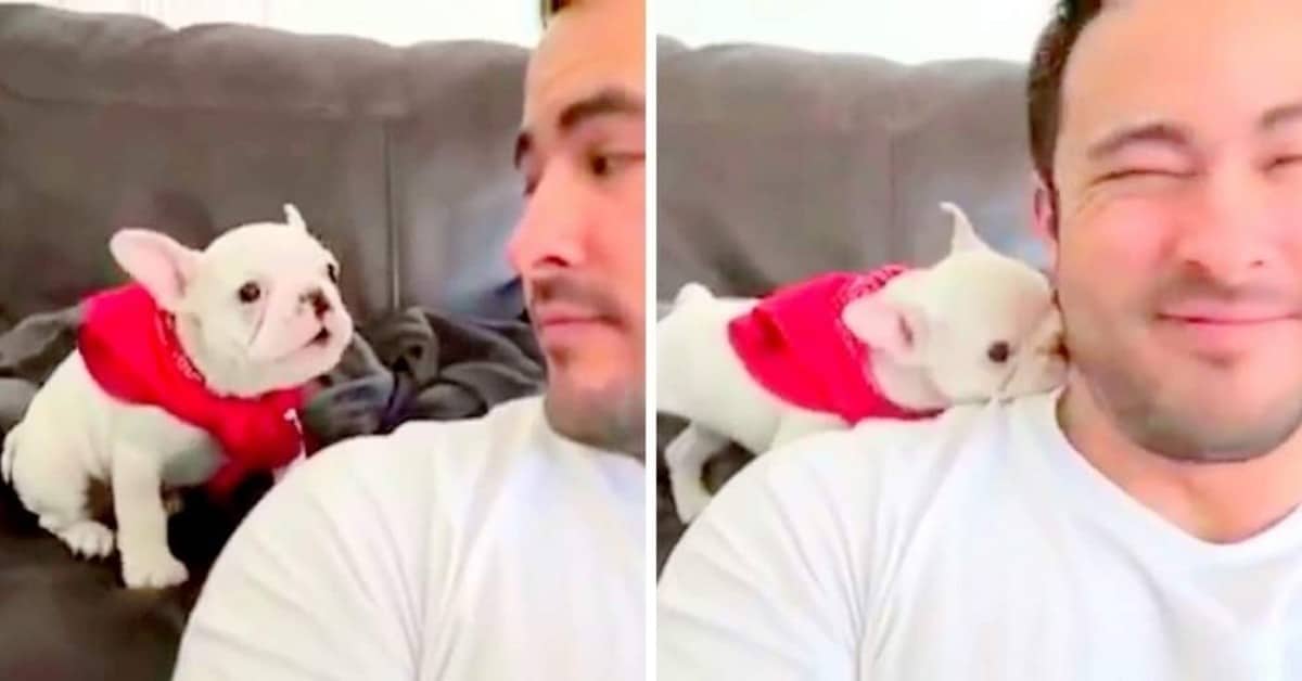 Il cucciolo di bulldog che si imbarazza per i complimenti