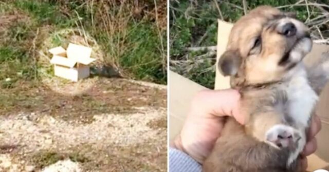 I-due-cuccioli-trovati-abbandonati-vicino-al-rifugio-che-hanno-trovato-il-loro-lieto-fine