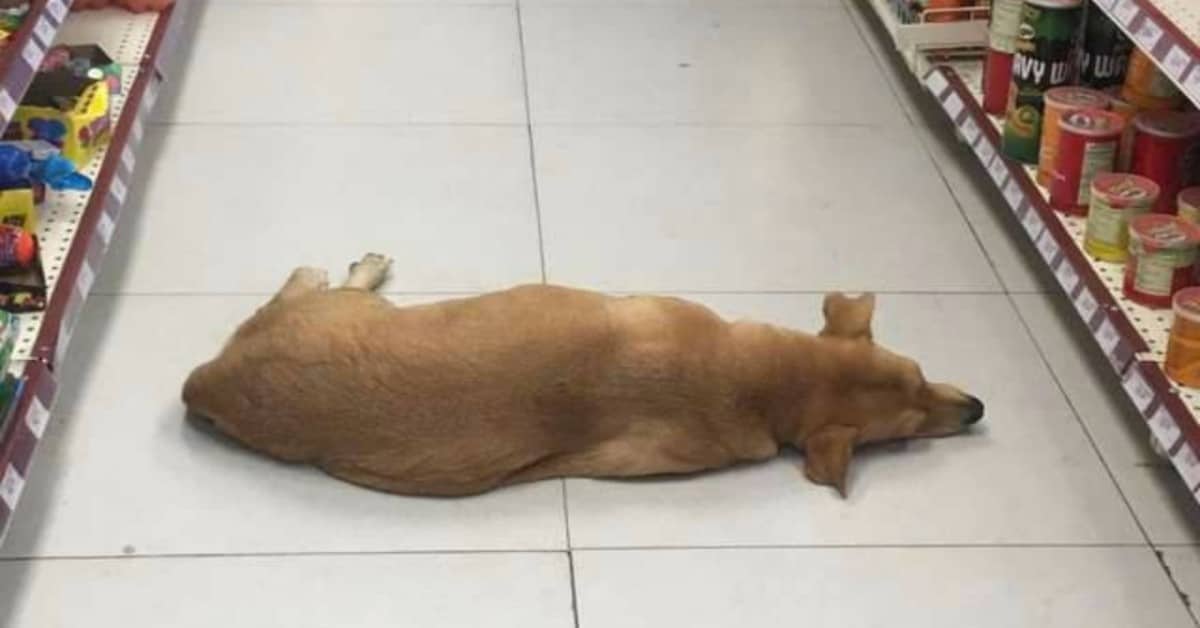 Il supermercato fa entrare il cane randagio per rinfrescarsi e riposare