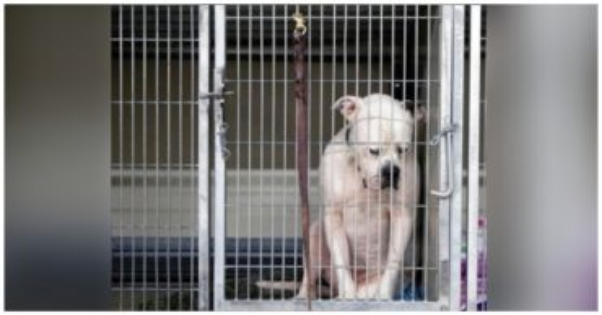 Cane adottato dopo una foto che lo mostra triste su Facebook