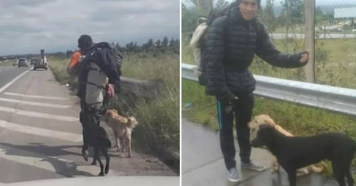 Giovani costretti a tornare a casa dopo aver salvato due cani randagi