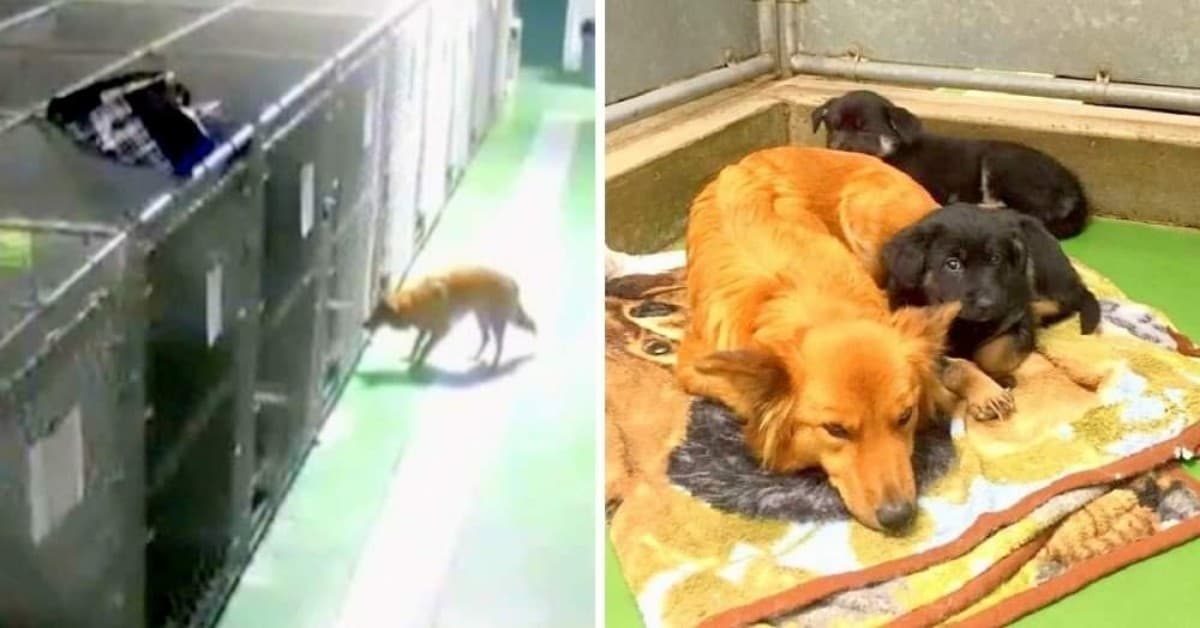 L’istinto materno della piccola Maggie