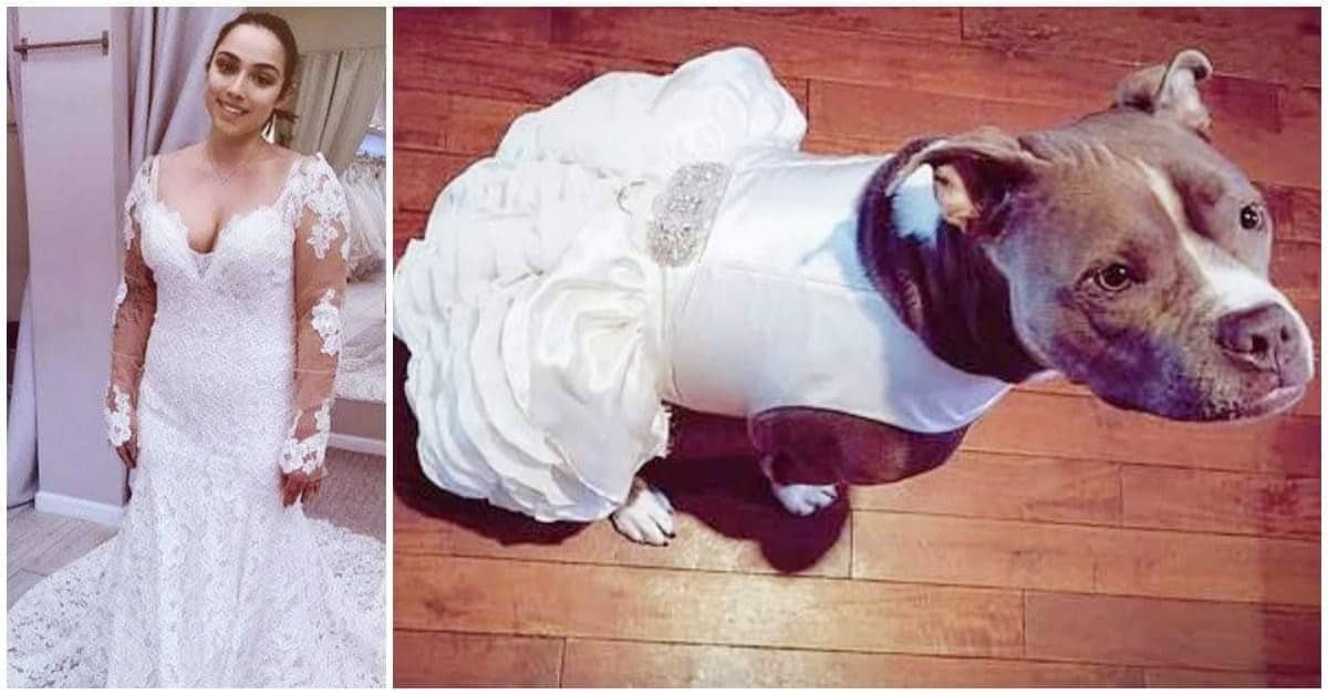Bailey partecipa al matrimonio dei suoi amici umani